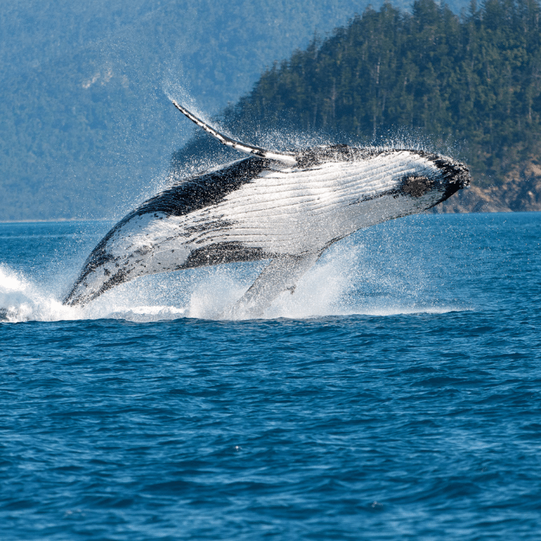 whale watching tours whitsundays