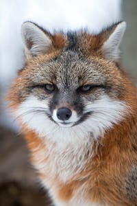 a close up of a fox