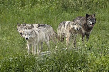 a group of wolves standing on top of a grass covered field