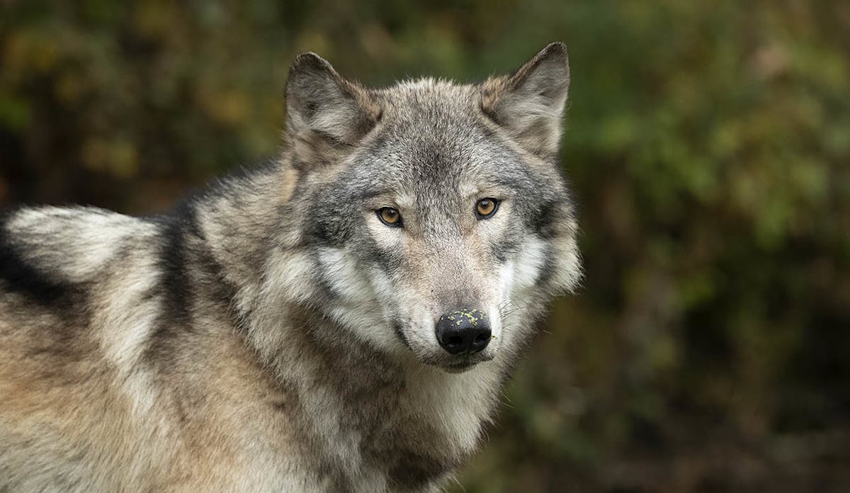 a close up of a wolf