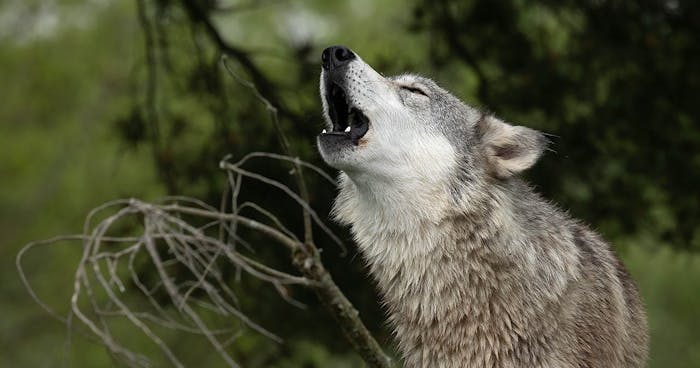 Howl Night with Doug Smith | Wolf Park