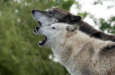wolf fighting wolf