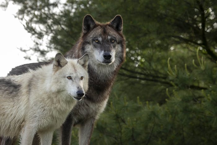 Wolf Specialty Tour | Wolf Park