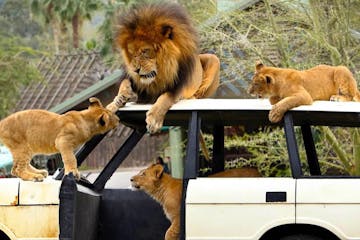 a lion sitting in a car
