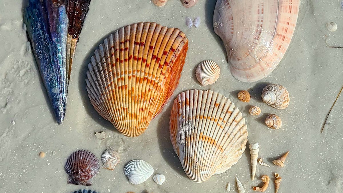 a group of seashells on the sand