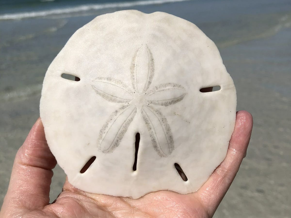 a close up of a sand dollar at the beach