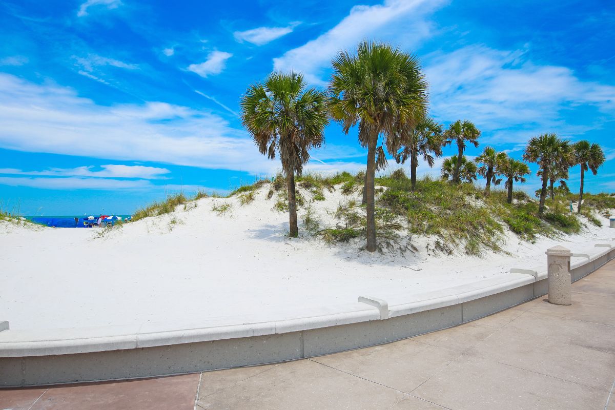 a beach path lining clearwater beach with palm trees