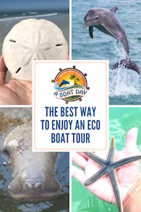 The Best Way to Enjoy an Eco Boat Tour in Tampa Bay Florida