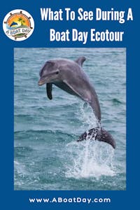 What to see during A Boat Day Ecotour in Tampa Bay Florida