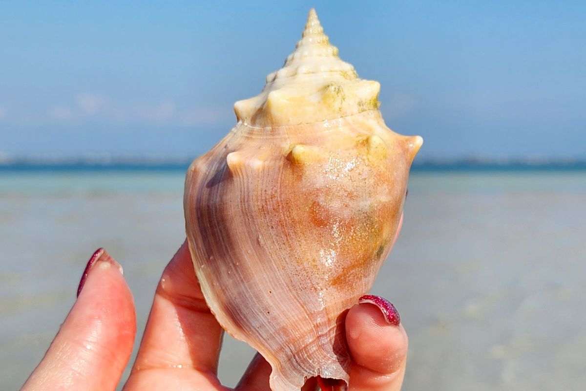 florida fighting conch