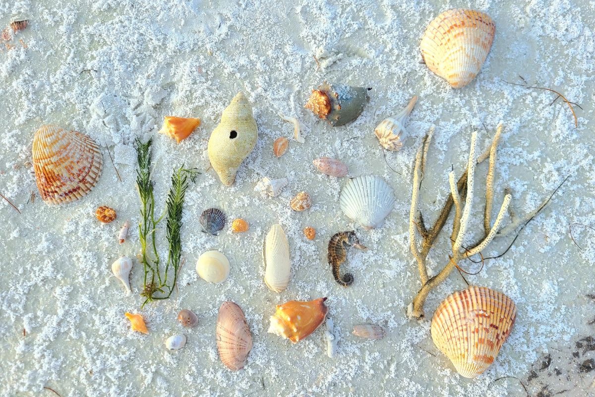 flat lay on sand of shells a seahorse and seaweed
