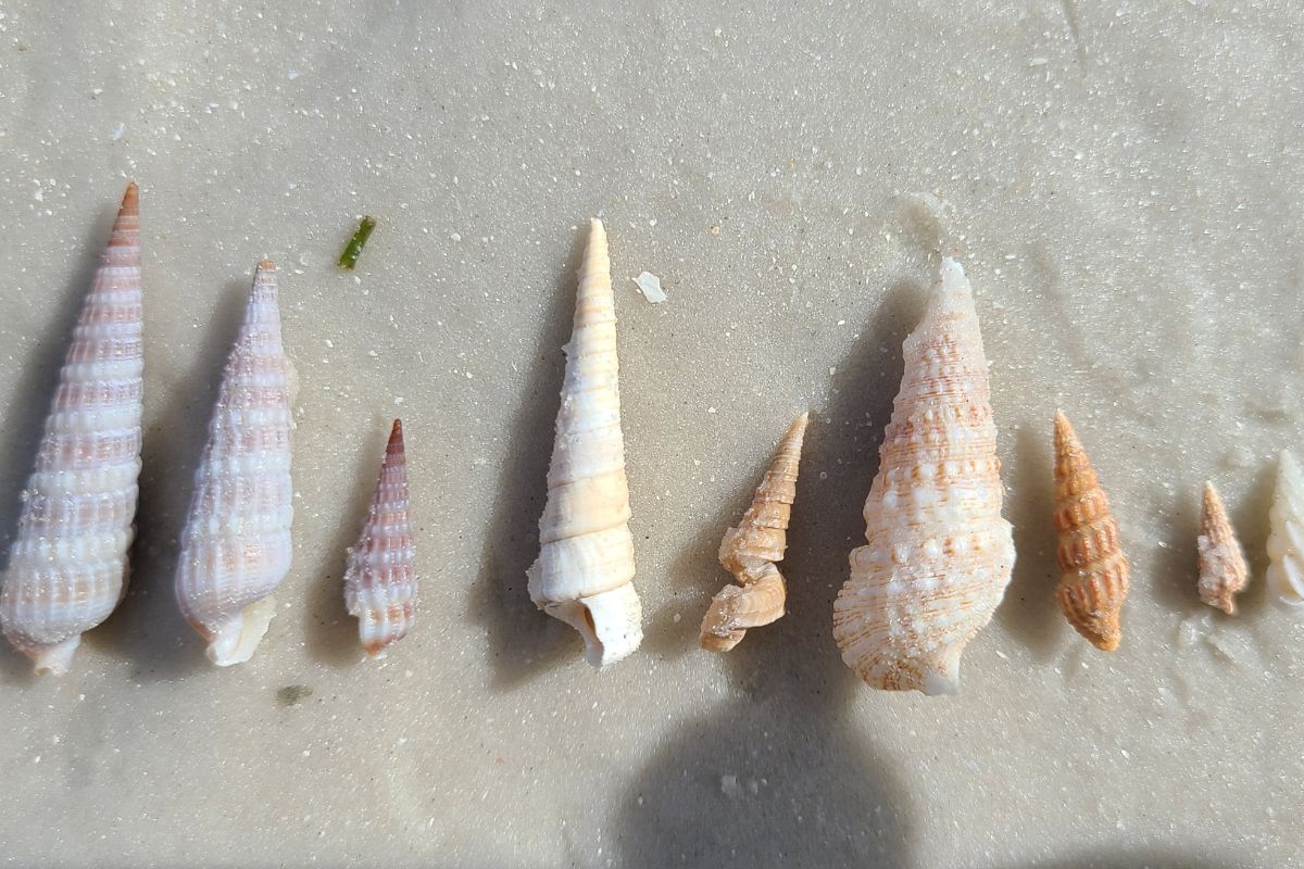 a row of auger shells