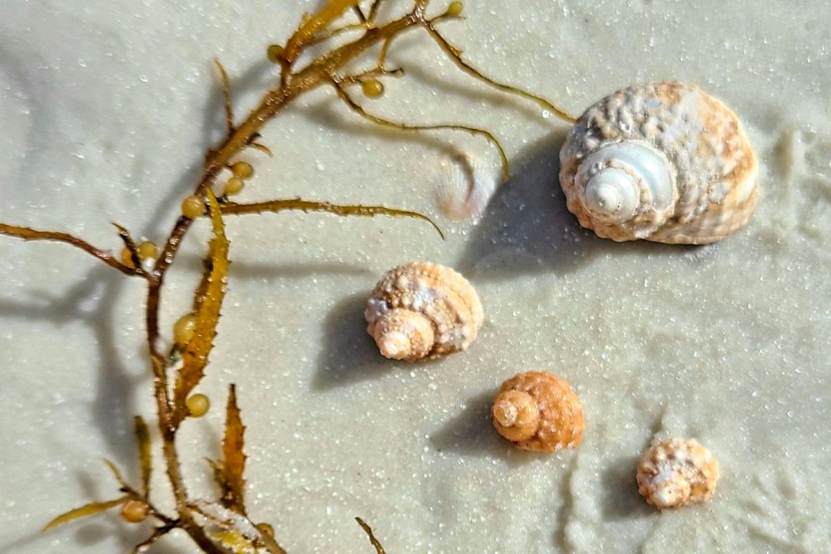 various sizes of chestnut turban shells on beach