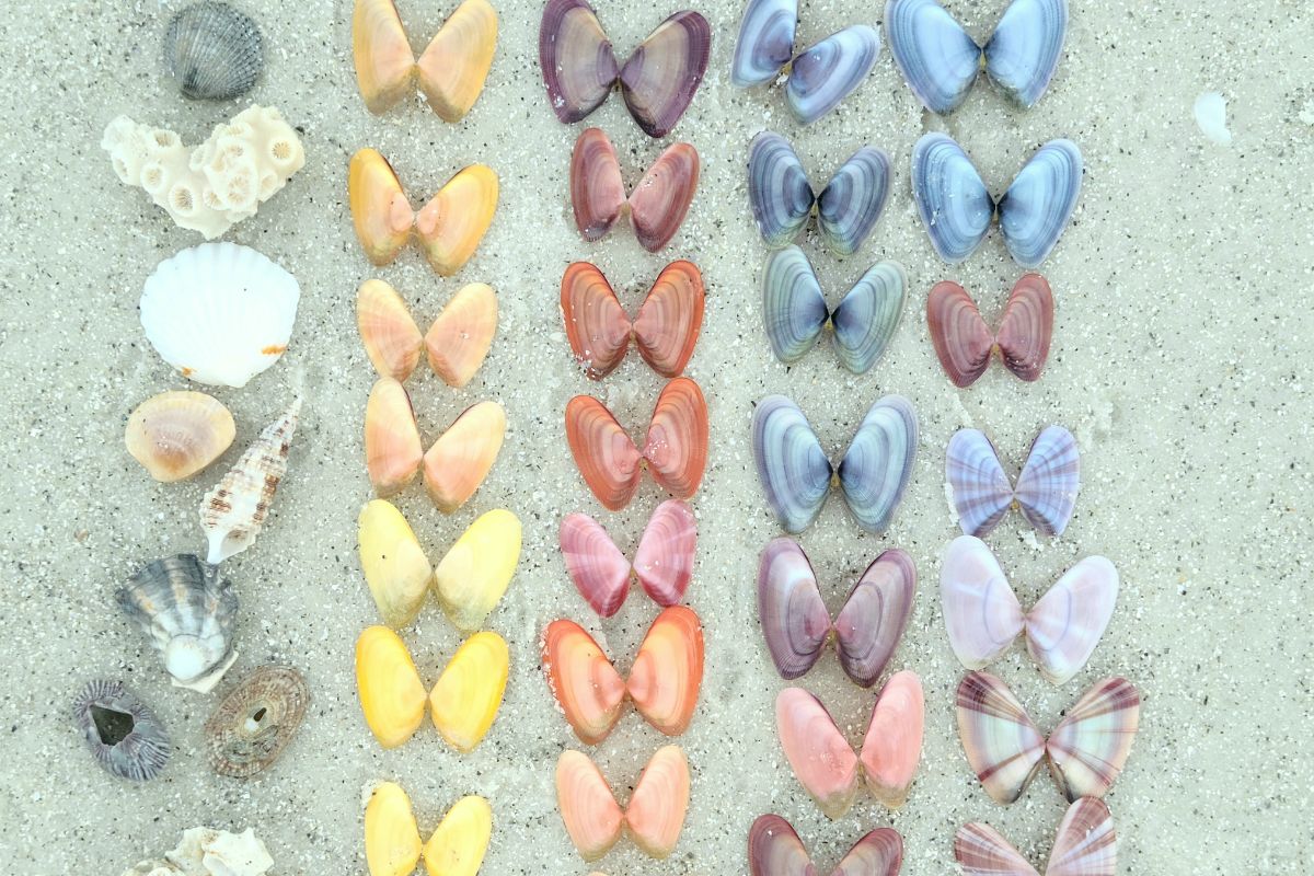 flat lay of coquina shells organized by color in clearwater florida