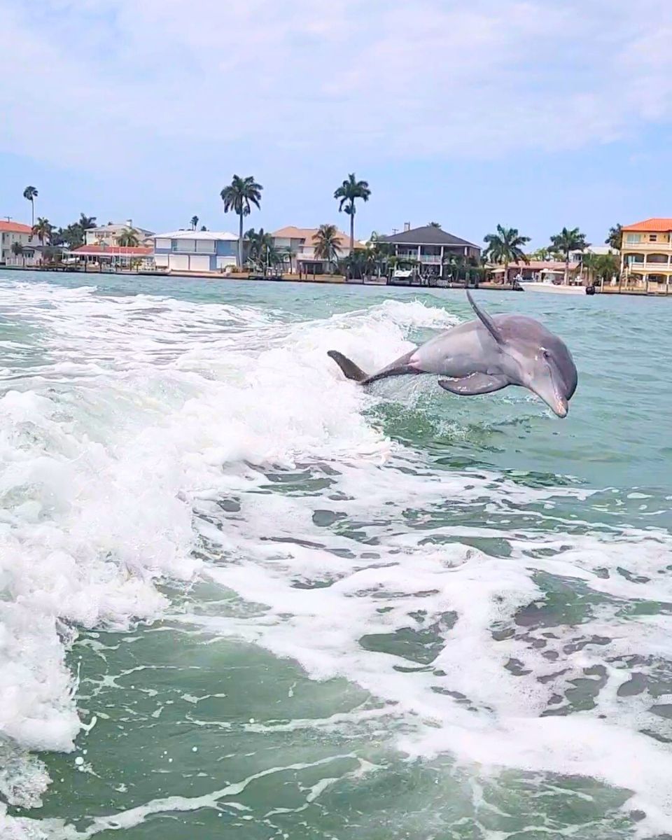 dolphin jumping through wake on a boat day cruise