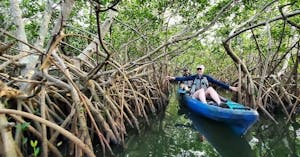 kayak protect the mangroves