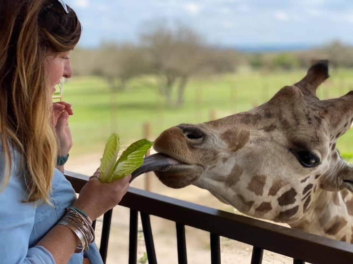 a woman feeding a giraffe