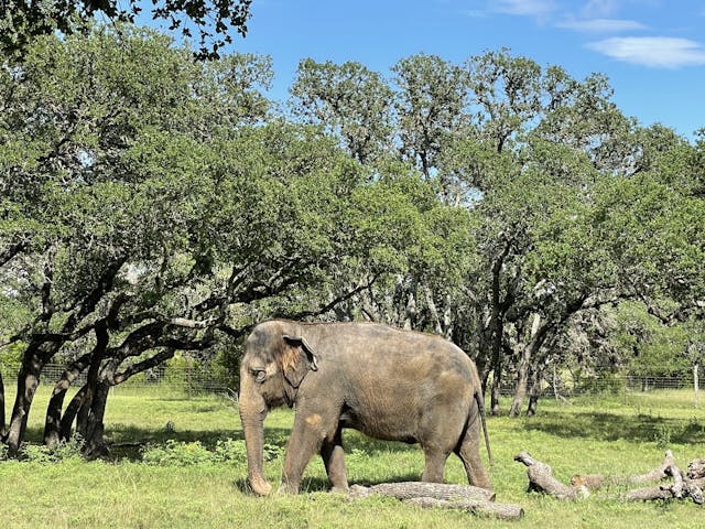 a large elephant standing on a lush green field