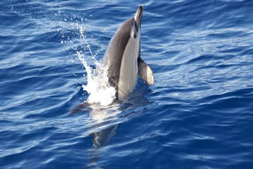Dolphins La Palma