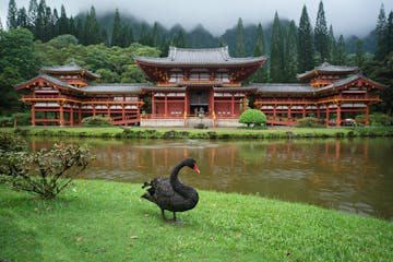 a black bird standing in front of a lake