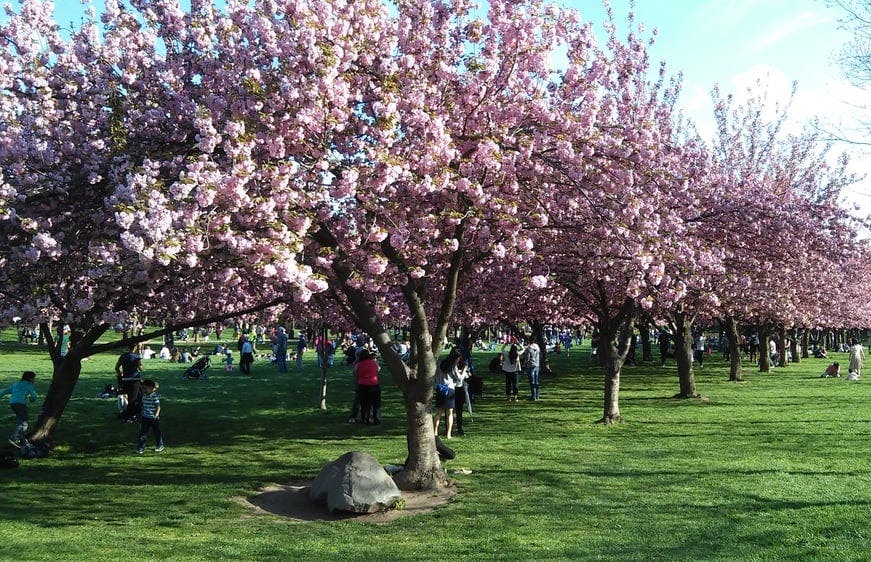 Cherry Blossoms Brooklyn Botanical Garden