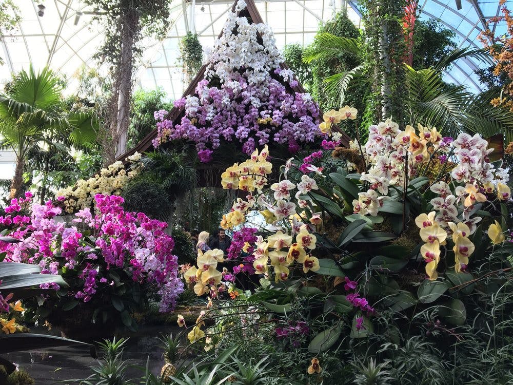 The Orchid Show New York Botanical Garden
