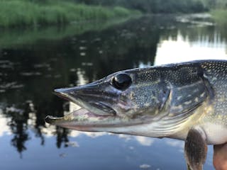 pike in water