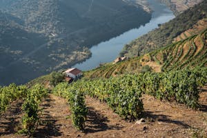 Vineyards in Douro Valley Sailing 360