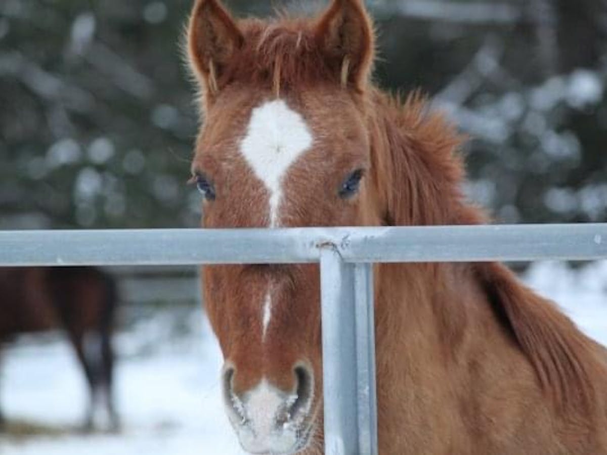 a close up of a brown horse standing next to a fence