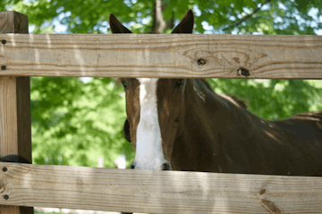 older horses at a ranch
