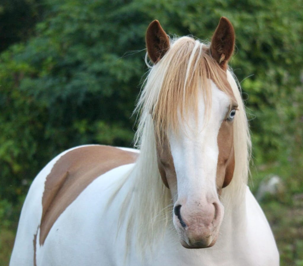 a close up of a horse