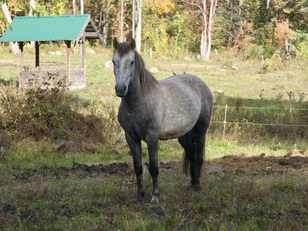 a horse standing on top of a grass covered field