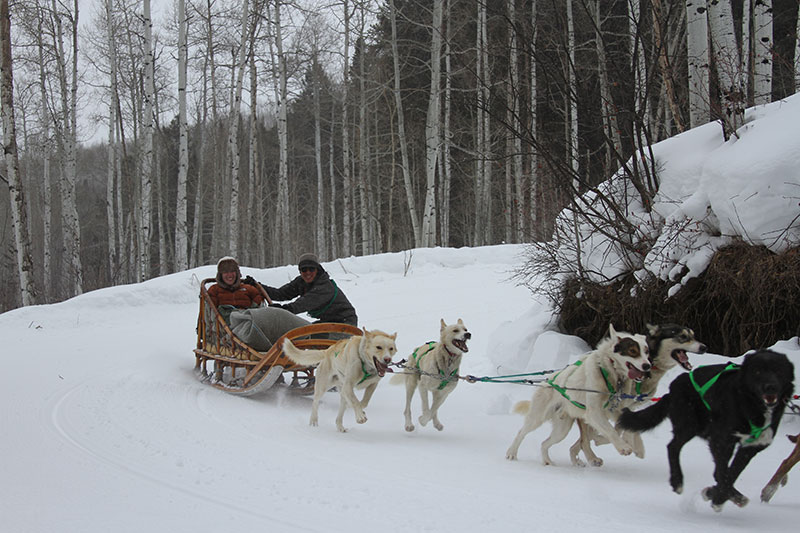 krabloonik dog sledding