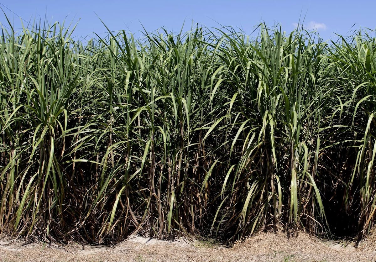 Sugar Cane | The Great River Road Museum