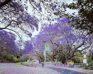 a group of purple flowers on a tree