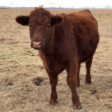 a brown cow standing on top of a dry grass field