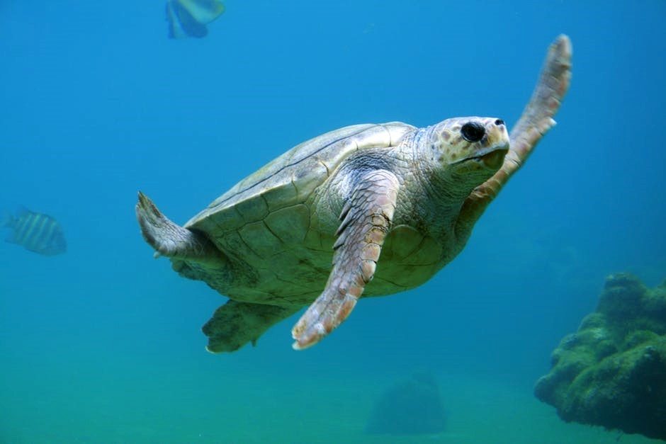 Meet The Creatures Of The Bay | Port Phillip Ferries