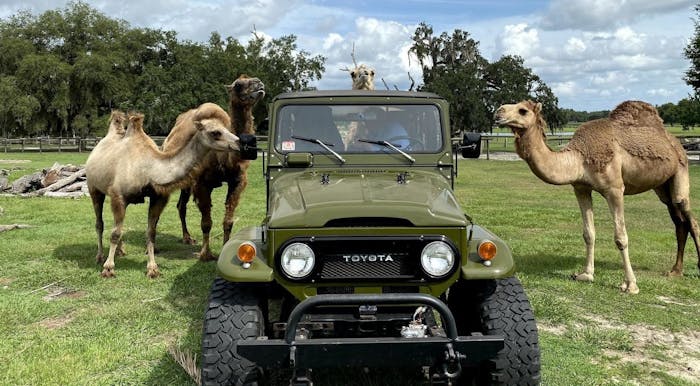 Wildlife Drive-Thru Safari in Dade City, FL | Giraffe Ranch