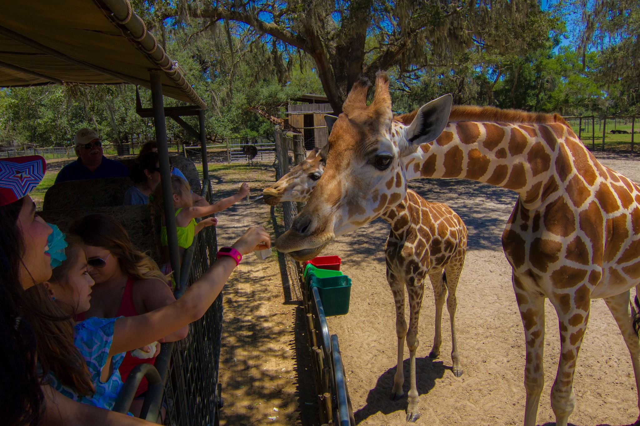 texas safari ranch live giraffe cam