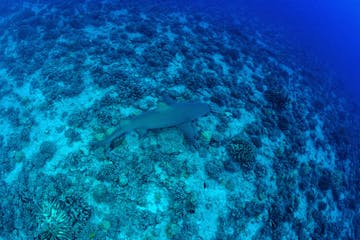 A shark in Bora Bora