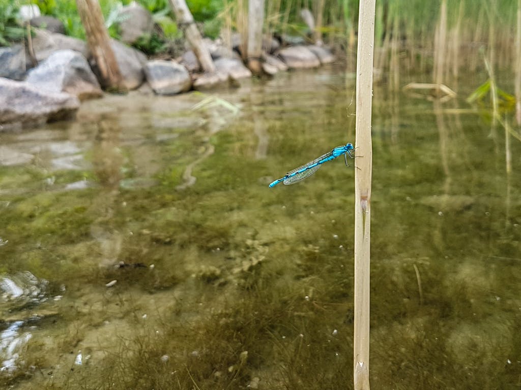 Blaue Libelle am Ufer des Parsteiner See.