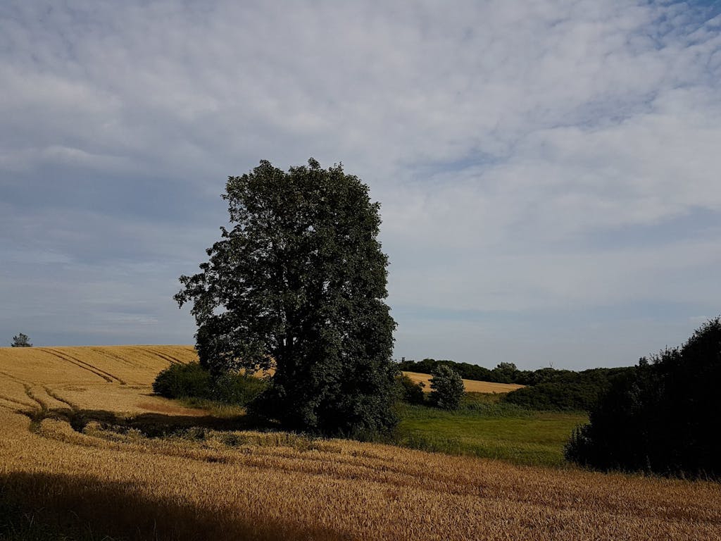 Hügellandschaft mit Getreidefeld bei Angermünde.