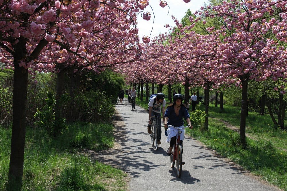 Radler Kirschblüten Mauerradweg