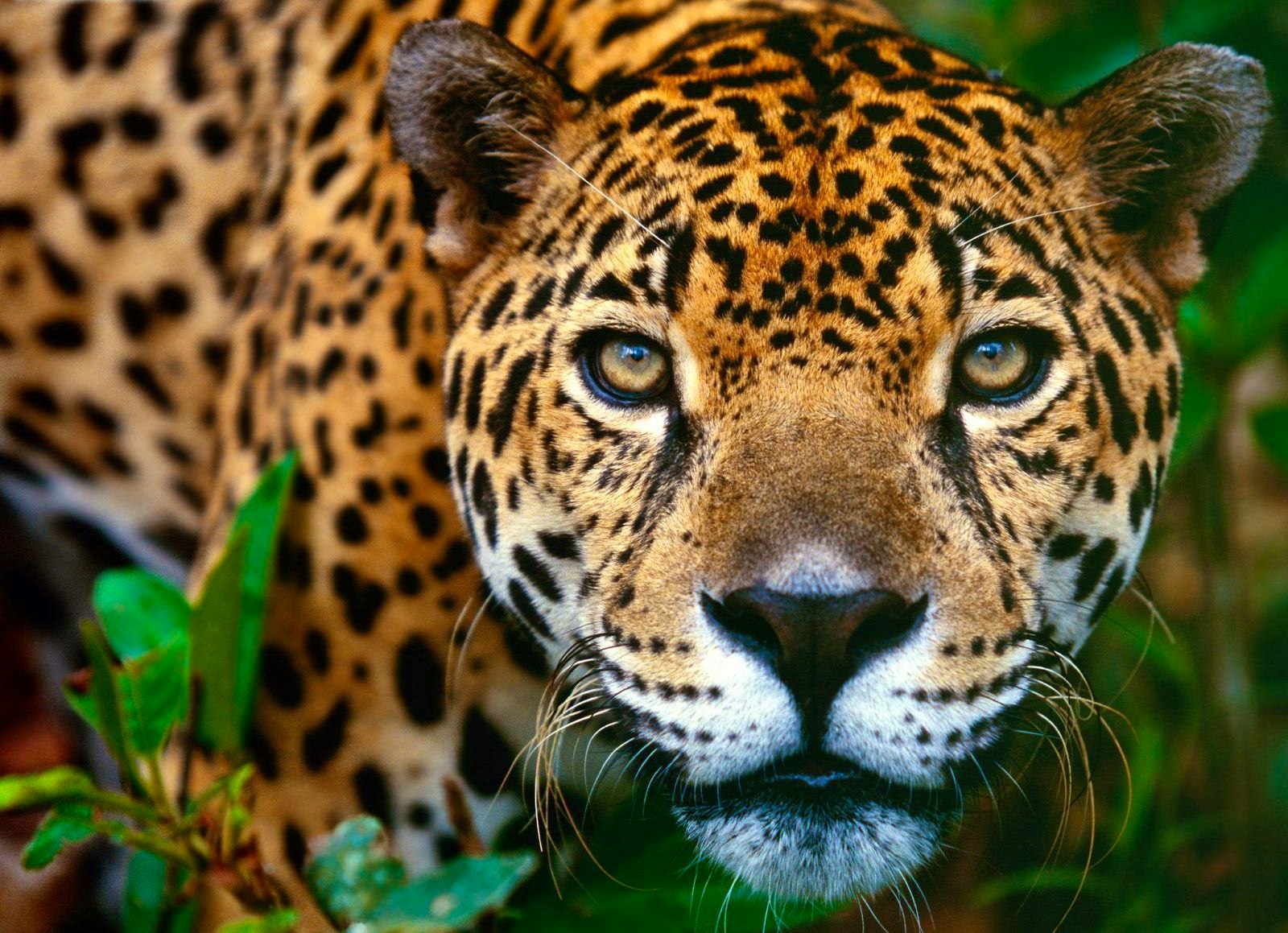 Cockscomb Basin Wildlife Sanctuary Jaguar