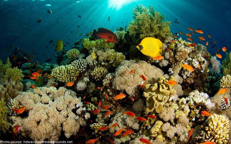 5 Amazing Facts About Coral Reefs | ReefCI