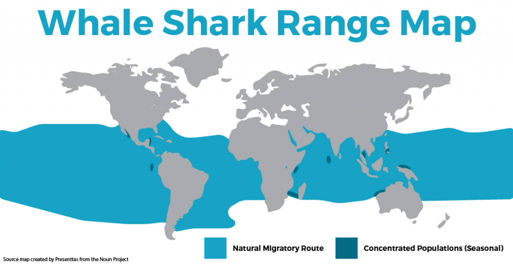 Whale Shark Population 2024 - Laney Mirella