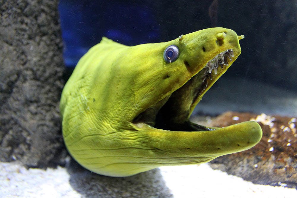 Creature Feature: Green Moray Eel | ReefCI