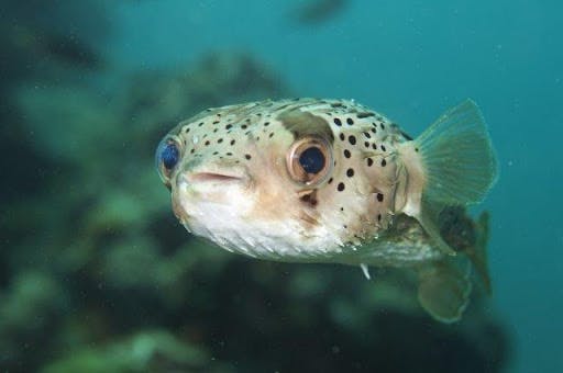 Snooze Spelling volleybal Species Spotlight: Puffer Fish | ReefCI