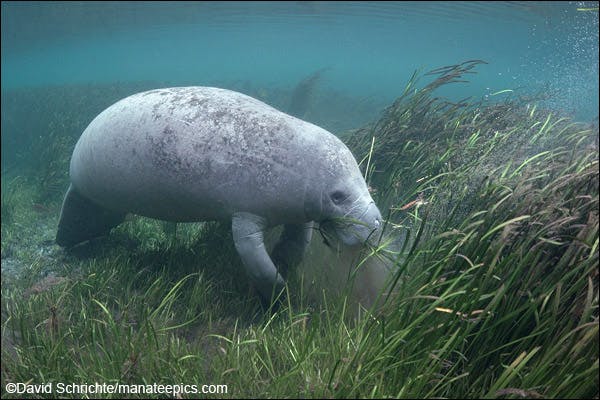 Understanding The Link Between Habitat Protection And Endangered Species: A  Case Study Of The Florida Manatee | ReefCI
