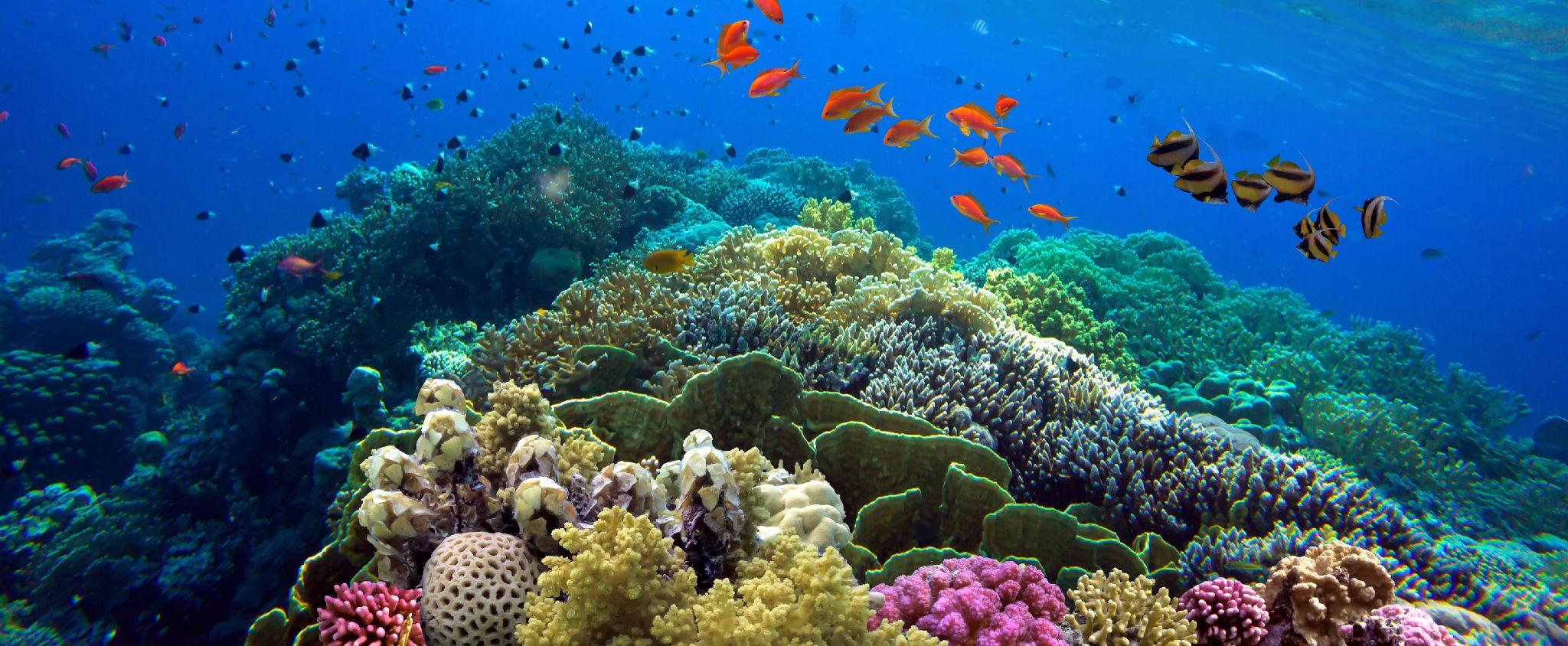 Happy Birthday: Belize Barrier Reef Turns 10,000! | ReefCI